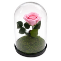 Rosa eterna en cúpula de cristal
